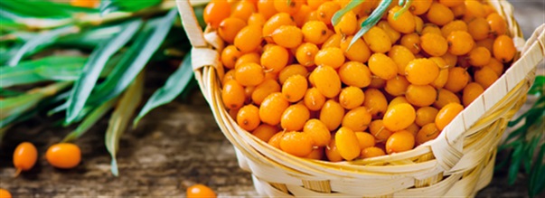 Hvorfor er havtorn sundt?