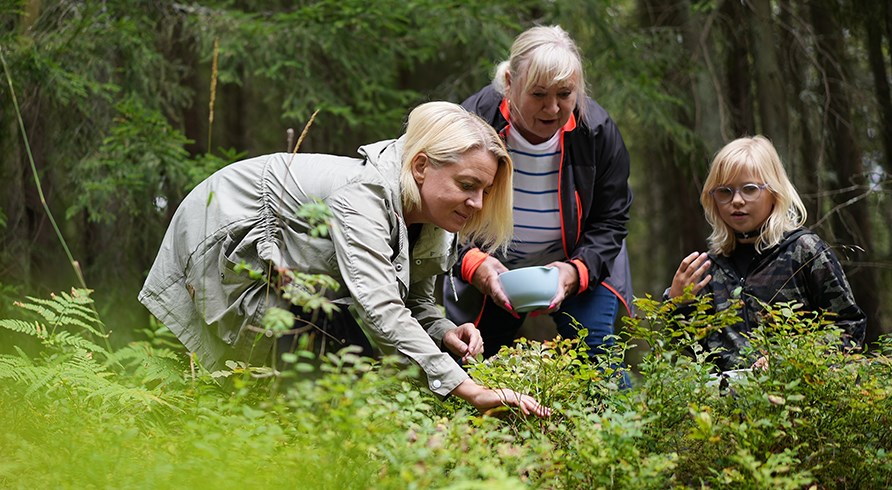 Personer i forskellige aldre, der samler br i skoven uden problemer.