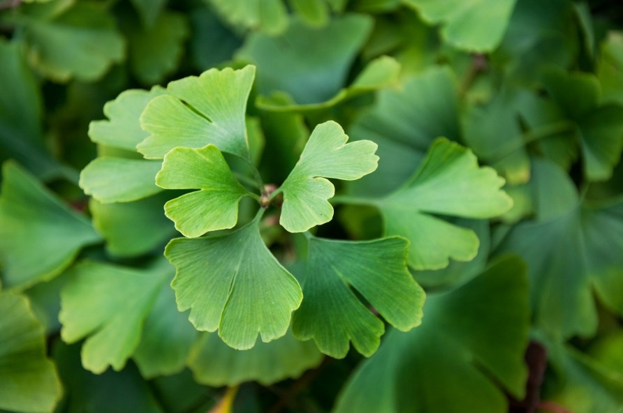 En ginkgo biloba plante ses t�t p�.