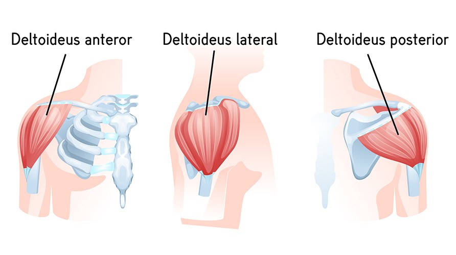 Billede af deltoideus anterior, deltoideus lateral, deltoideus posterior.