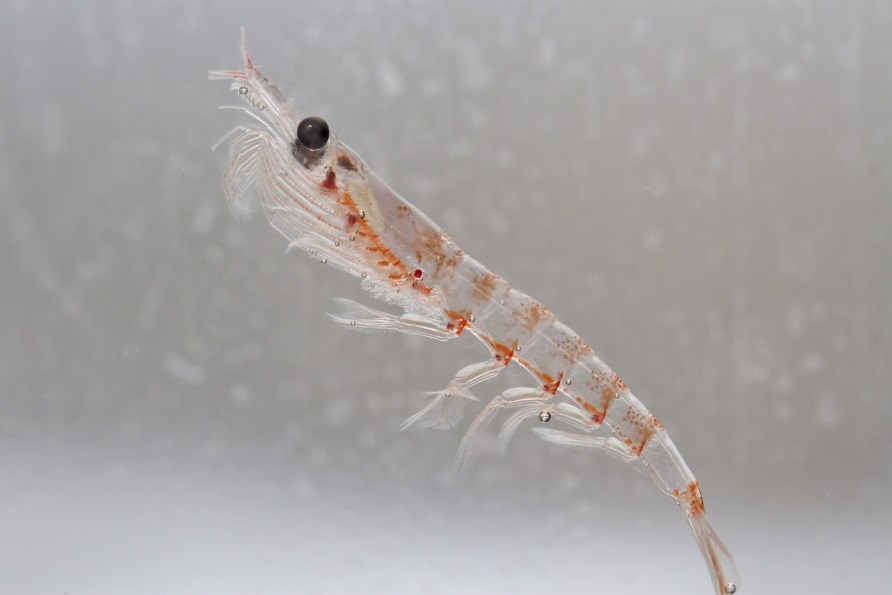 Antarktisk krill, lyskrebs eller Euphausia superba i vand. 