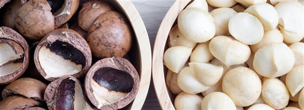 Alt om macadamiandder