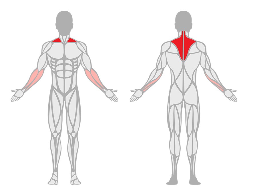Illustrationer som viser hvilke muskler der aktiveres under en shrug.
