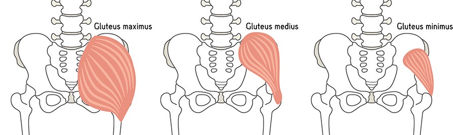 Illustration af gluteus maximus, medius og minimus.