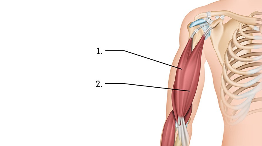Illustration af biceps brachialis.
