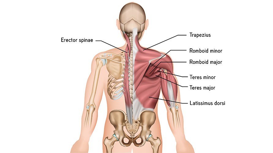 Illustration af rygmusklerne erector spinae, trapezius, romboid minor og major, teres minor og major, latissimus dorsi.
