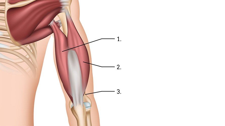 Illustration af triceps brachialis.